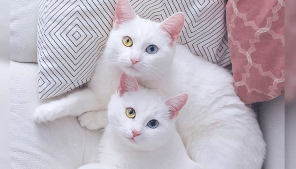 Cat-Twin-Sisters-i-a-1200x686.jpg