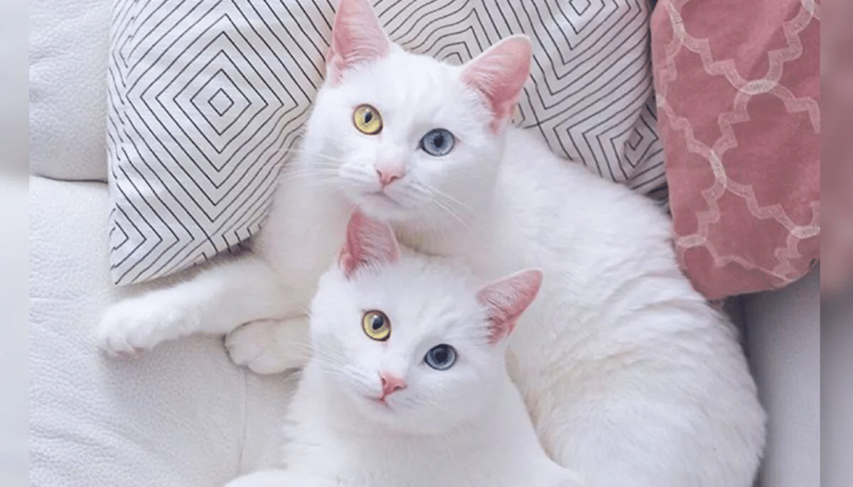 “Insta-Famous Cat Twins: Get to Know the Sister Cats with Special Heterochromatic Eyes!”