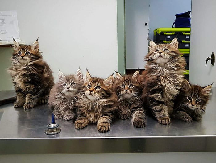 “Cute Growing Giants: 20 Cute Maine Coon Kittens That Promise to Be Big and Cute”