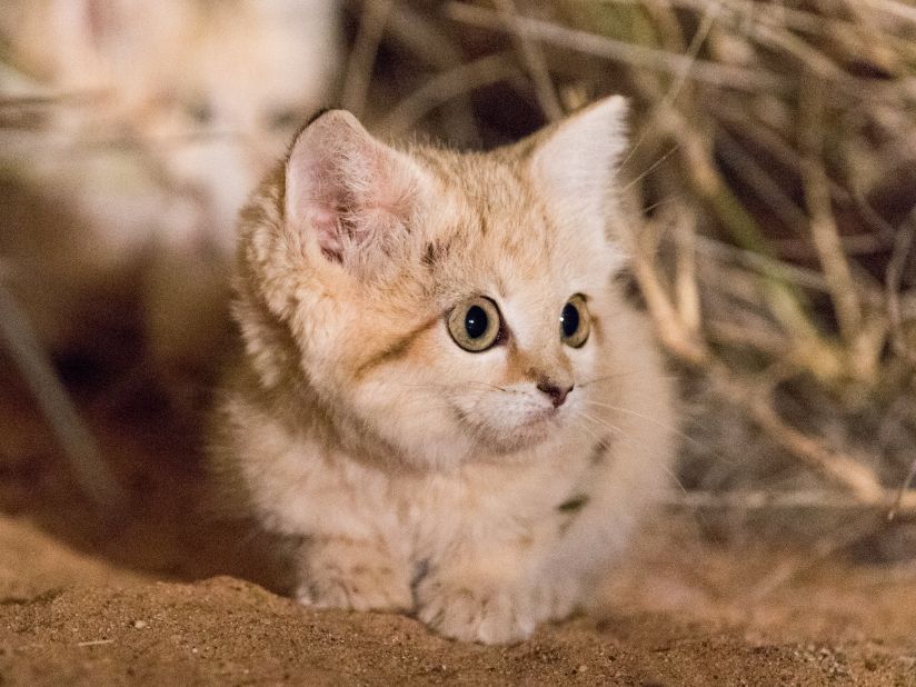 Elusive Sand Cat 1