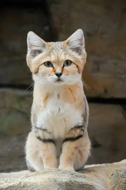 Elusive Sand Cat 2