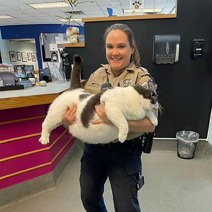 From Fluff to Fitness: The Heartwarming Tale of Patches, the 40-Pound Cat, Finding a Forever Home and Embarking on a Health Journey