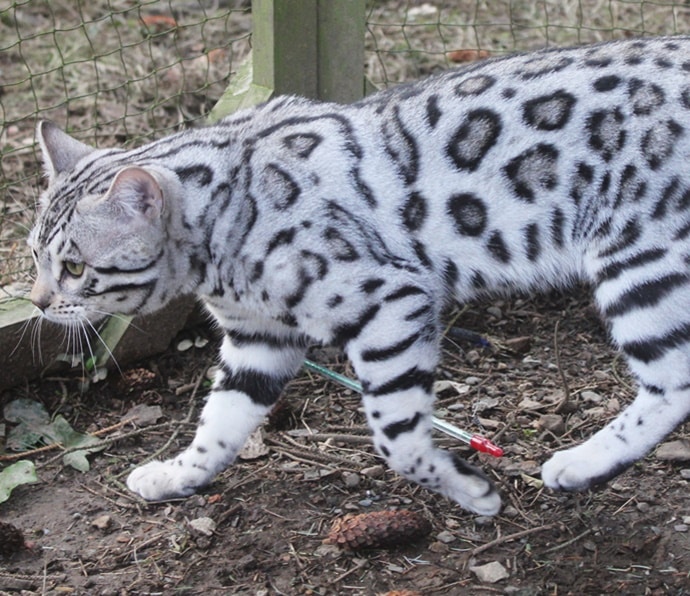 Encountered Mr. Snow Bengal Cat, beautiful and famous on social media with millions of followers