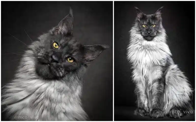 Meeting Vivo: The Maine Coon That Will Leave You Speechless