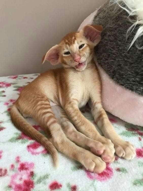 Oriental Shorthair Cat 1