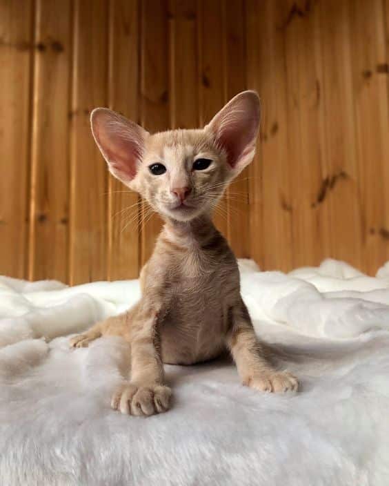 Oriental Shorthair Cat 3