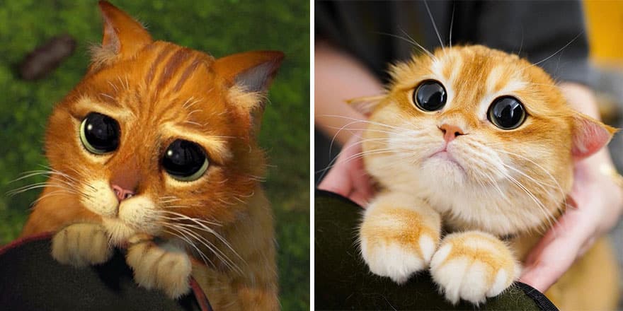 The Feline Doppelgänger of Puss In Boots from Shrek Sends the Internet into a Frenzy with its Cuteness