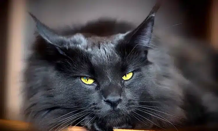 Solid-Black-Maine-Coon