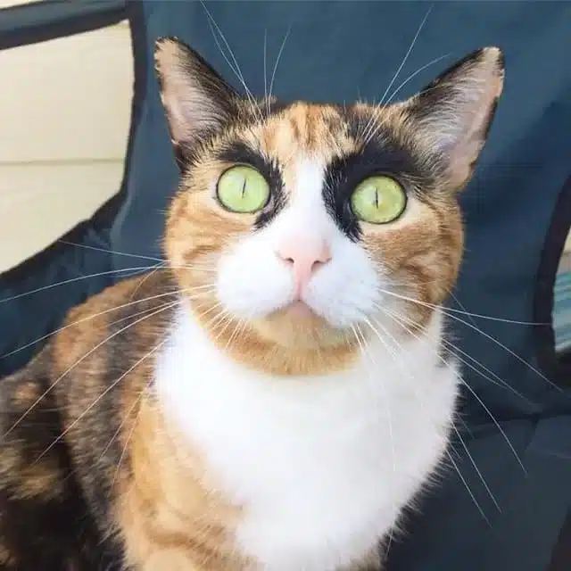 The Judgmental Feline: Meet the Cat with Unique Eyebrows that Keeps an Eye on You