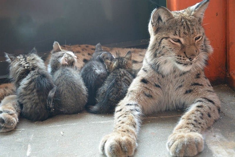 The Lynx at the Irkutsk Zoo 1