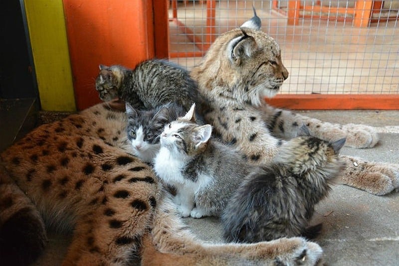 The Lynx at the Irkutsk Zoo 2