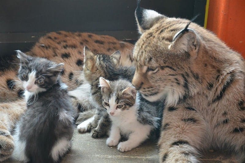 The Lynx at the Irkutsk Zoo 3