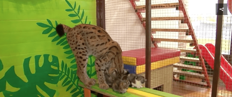 The Lynx at the Irkutsk Zoo 4