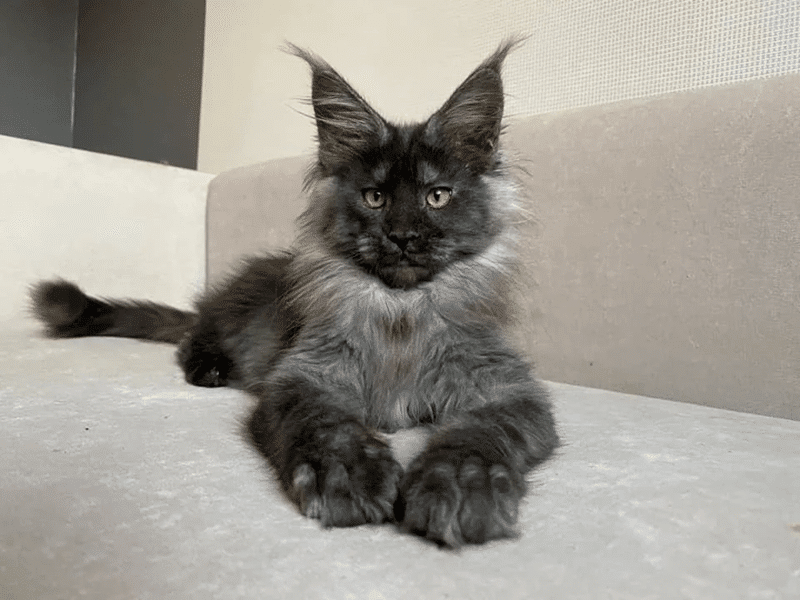 “Behold the Majesty: Stunning Portraits of Maine Coon Cats, the Gentle Giants of the Feline World”