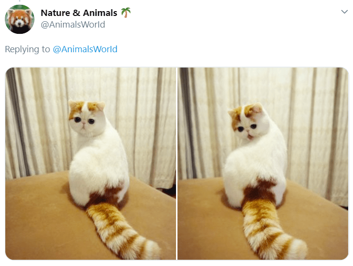 cat-nature-animals-animalsworld-replying-animalsworld