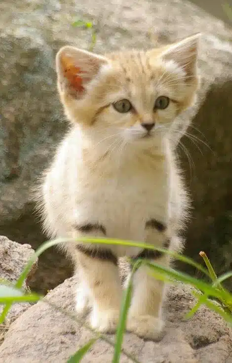 Elusive Sand Cat 3