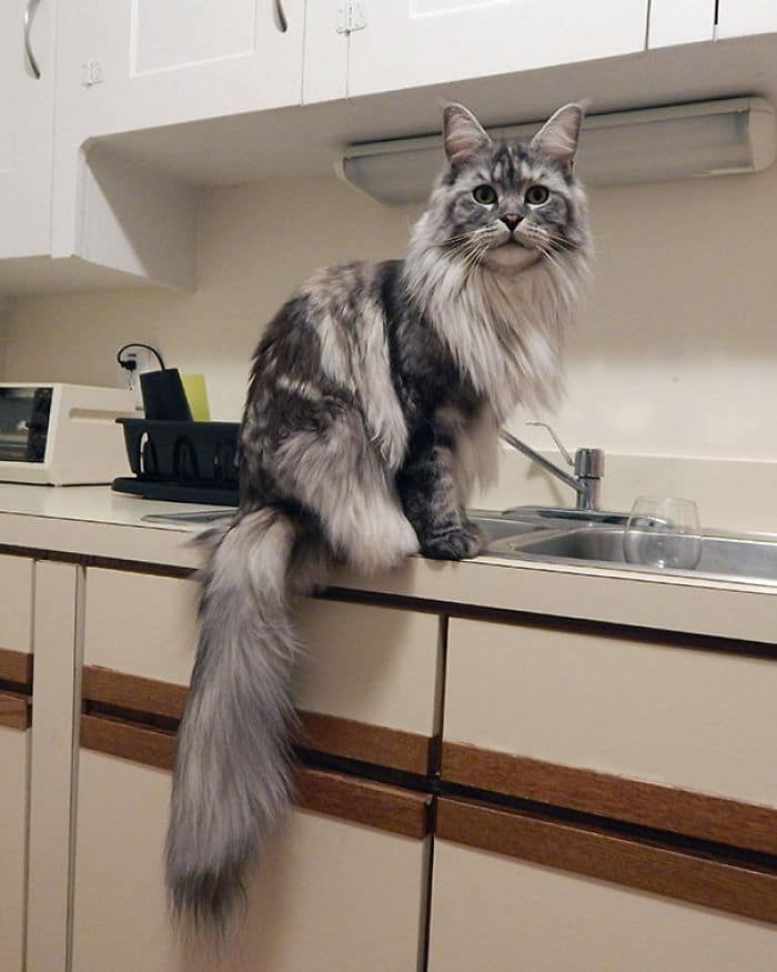 maine-coon-cats-14__700
