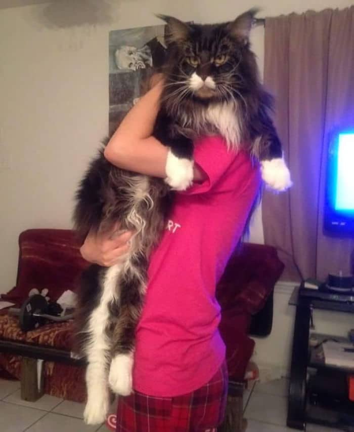 maine-coon-cats-16__700