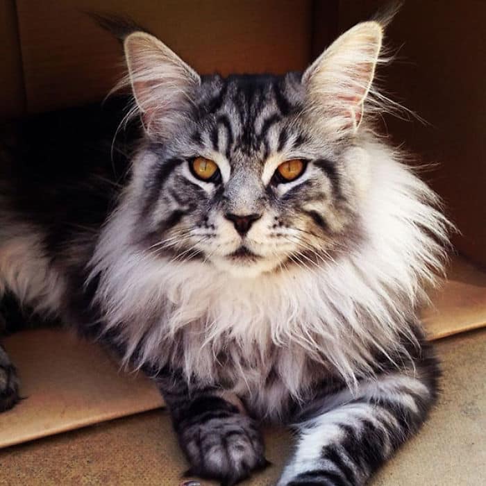 maine-coon-cats-19__700