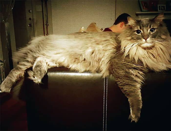 maine-coon-cats-25__700