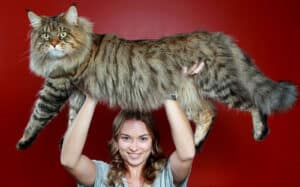 maine-coon-cats-2__700
