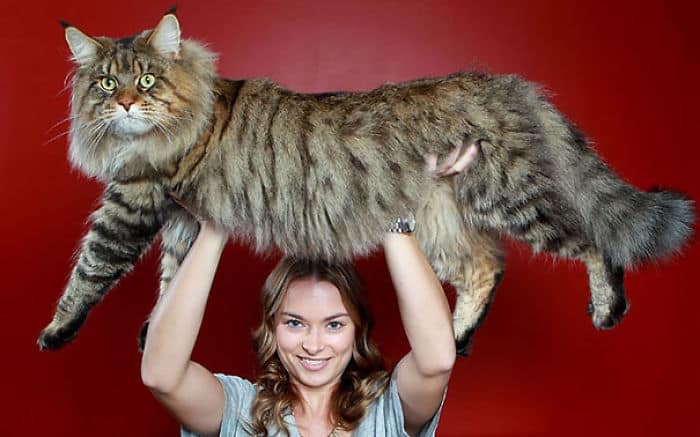 The Soft and Gentle Giants: Discovering the Charm of Maine Coon Cats