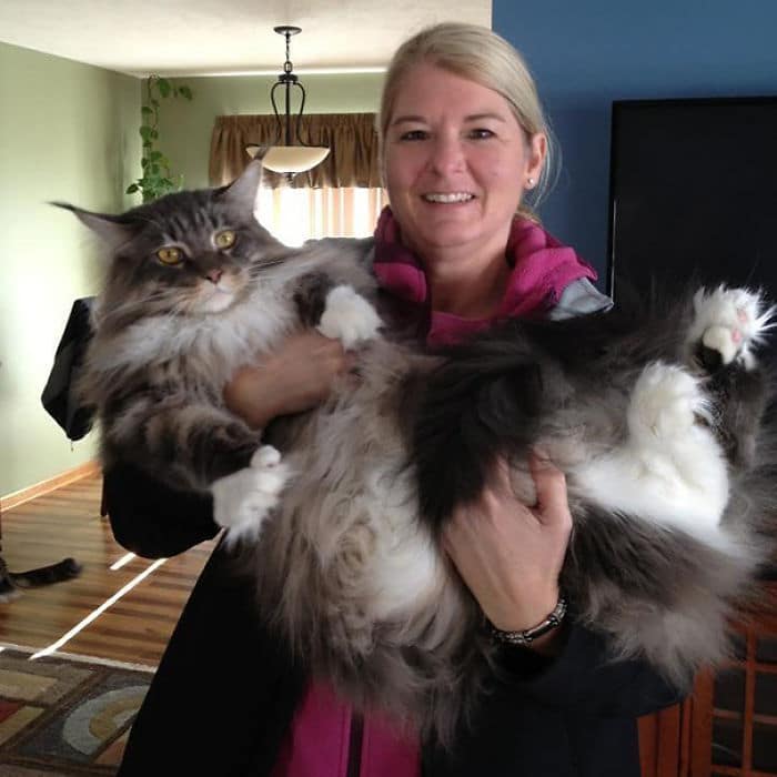maine-coon-cats-36__700
