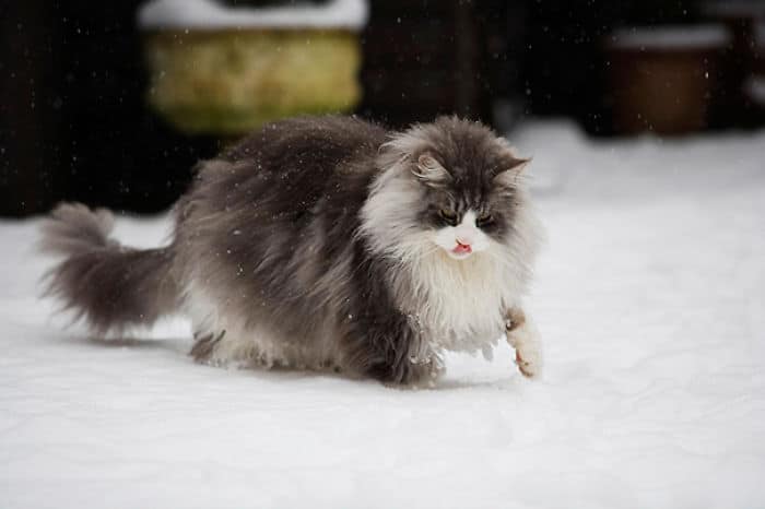 maine-coon-cats-40__700