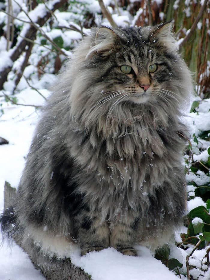 maine-coon-cats__700