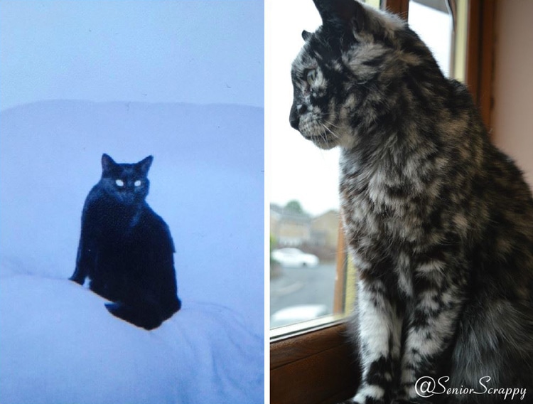 The Amazing Transformation of a 19-Year-Old Cat’s Black Fur into a Marble Coat Due to Rare Skin Condition