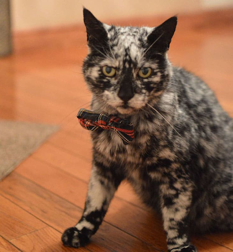 scrappy-marbled-senior-cat-1