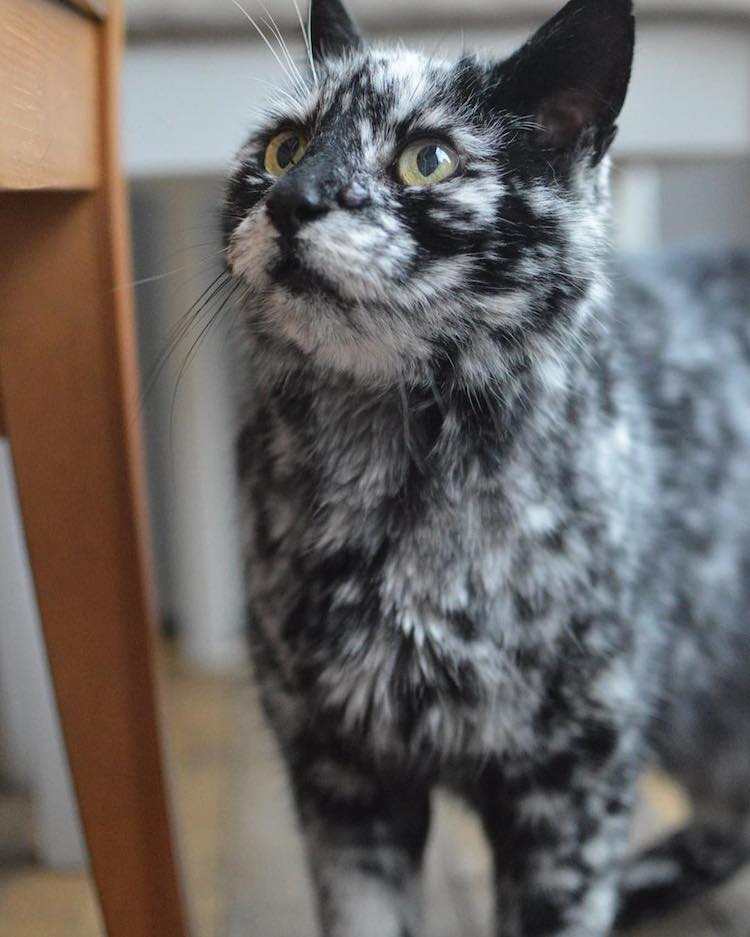 scrappy-marbled-senior-cat-10