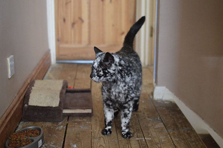 scrappy-marbled-senior-cat-12