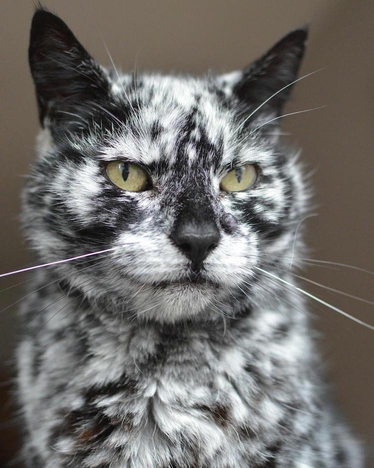 scrappy-marbled-senior-cat-2