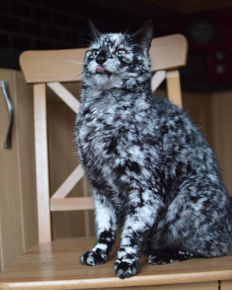 scrappy-marbled-senior-cat-3