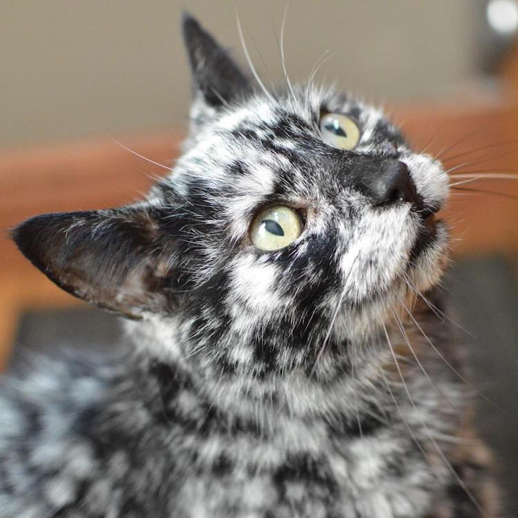 scrappy-marbled-senior-cat-4