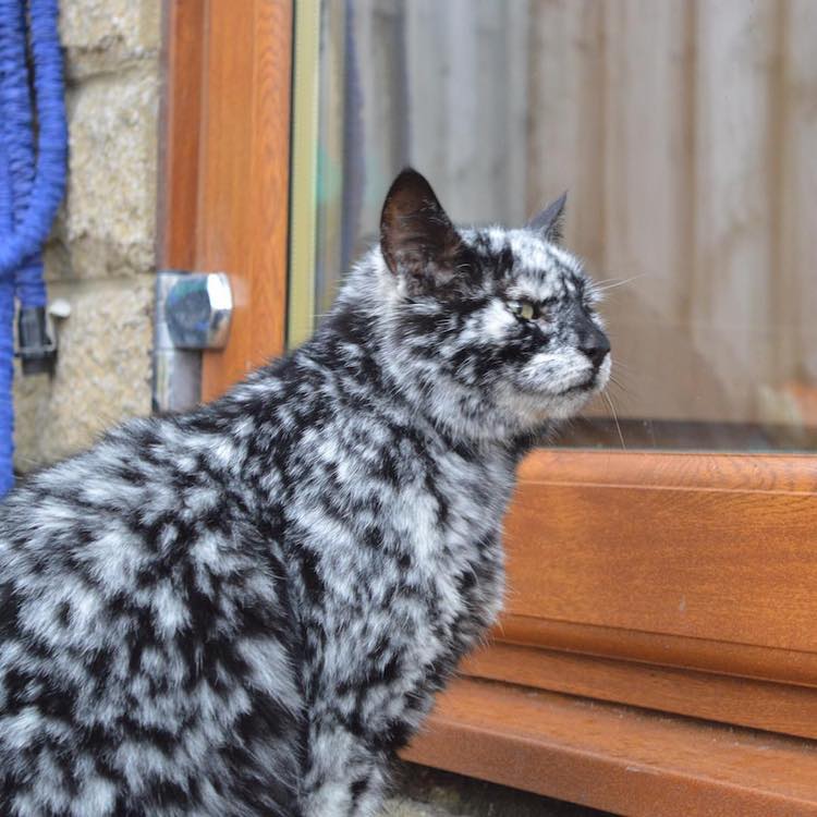 scrappy-marbled-senior-cat-5