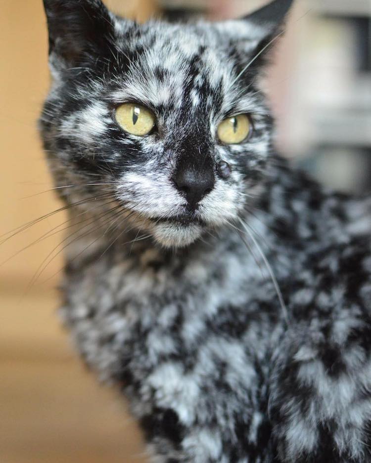 scrappy-marbled-senior-cat-6