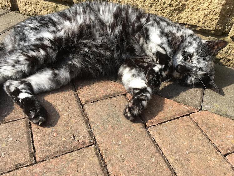 scrappy-marbled-senior-cat-7