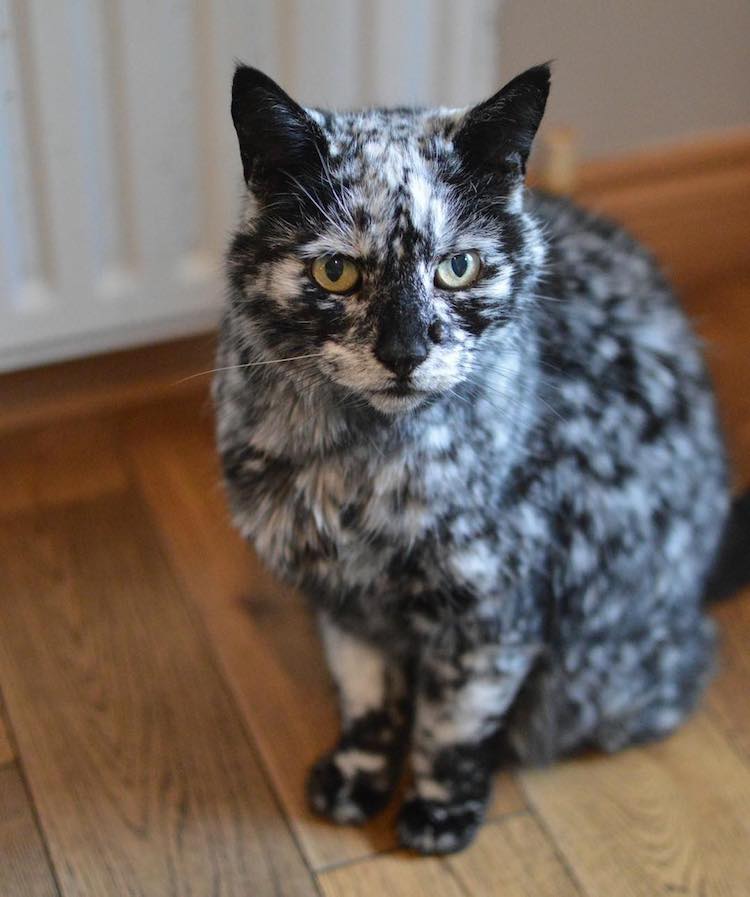 scrappy-marbled-senior-cat-8