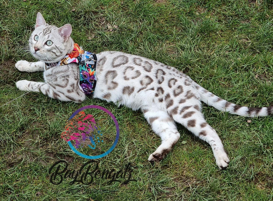 the-snow-bengal-cat