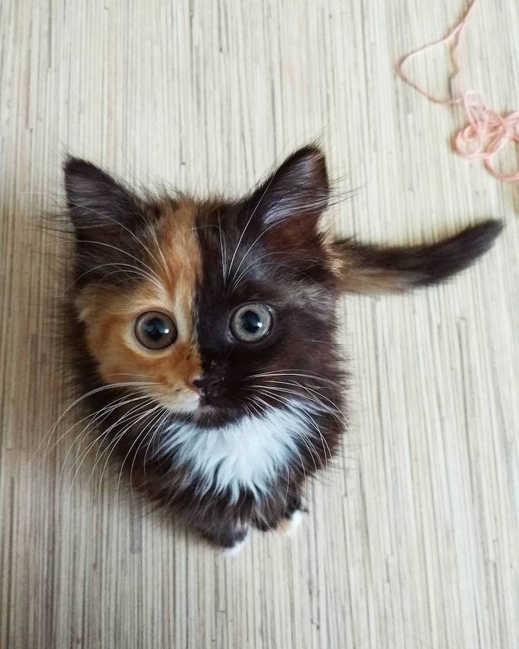 yana-two-faced-cat-2
